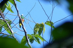 Ptilinopus coronulatus