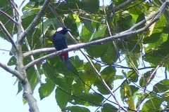 Peltops blainvillii