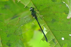 Agyrtacantha microstigma