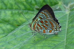 Hypochrysops pythias