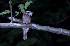 Podargus ocellatus ocellatus