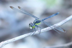 Agrionoptera longitudinalis