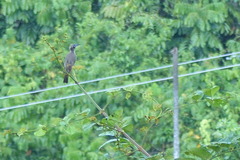 Philemon buceroides novaeguineae