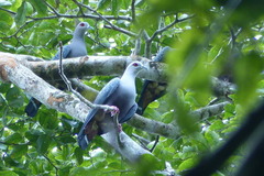 Ducula pinon