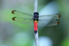 Protorthemis coronata