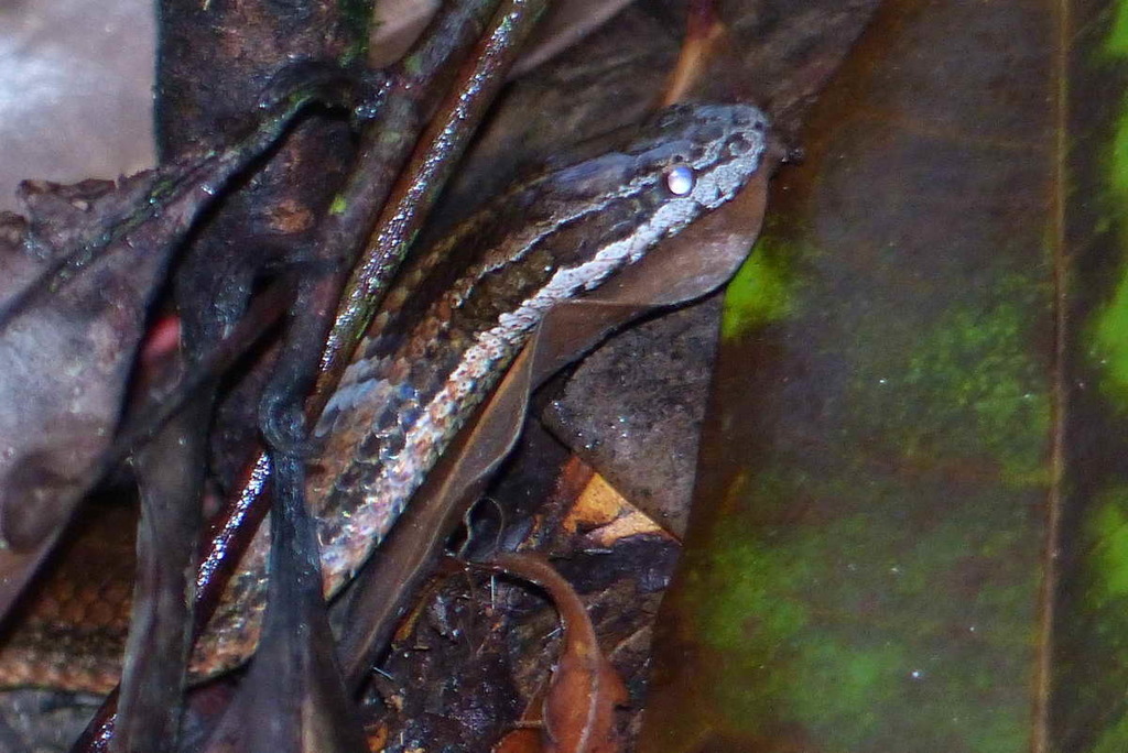 Schlegel's Crown Snake