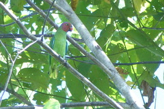 Geoffroyus geoffroyi