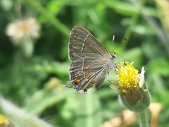 Electrostrymon endymion