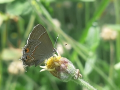 Electrostrymon endymion