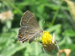 Electrostrymon endymion