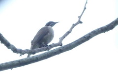 Pycnopygius stictocephalus
