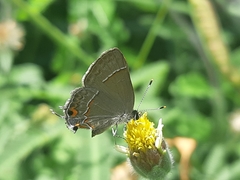 Electrostrymon endymion