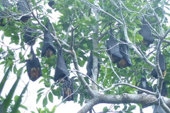 Great Flying Fox photo 3