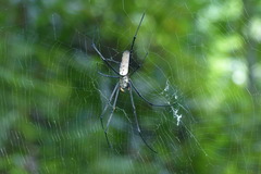 Nephila vitiana