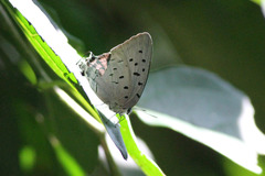 Pseudolycaena damo