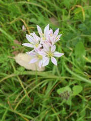 Allium roseum