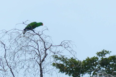 Eclectus roratus