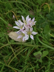 Allium roseum