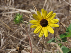 Helianthus debilis image