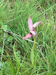 Serapias strictiflora