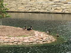 Anas platyrhynchos domesticus