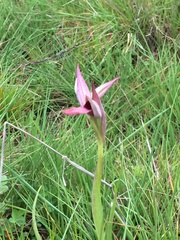 Serapias strictiflora