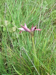 Serapias strictiflora