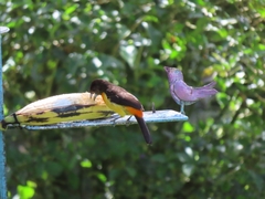 Ramphocelus flammigerus