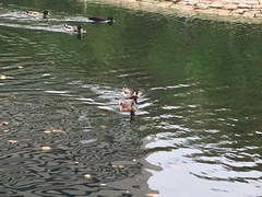 Anas platyrhynchos domesticus