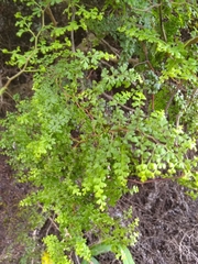 Odontosoria aculeata