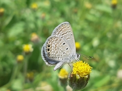 Hemiargus ramon