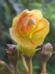 Rhytidophyllum bicolor