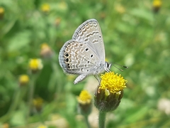 Hemiargus ramon