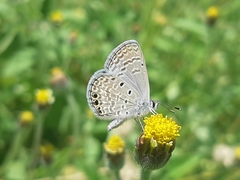 Hemiargus ramon