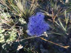 Ageratum tehuacanum