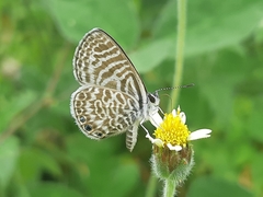 Leptotes delalande