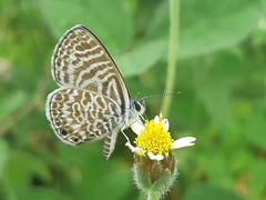 Leptotes delalande