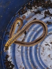 Erythrolamprus melanotus