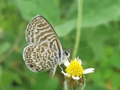 Leptotes delalande