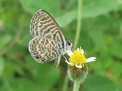 Leptotes delalande