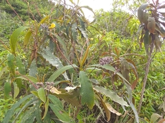 Rhytidophyllum bicolor