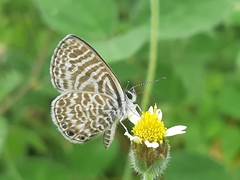 Leptotes delalande