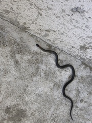 Diadophis punctatus similis