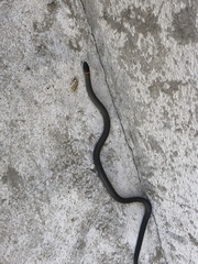 Diadophis punctatus similis