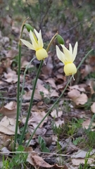 Narcissus triandrus pallidulus