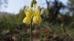 Narcissus triandrus pallidulus