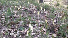 Narcissus triandrus pallidulus