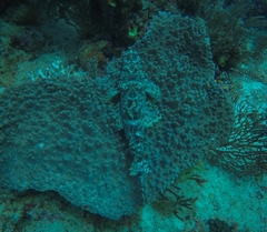 Cymbacephalus beauforti