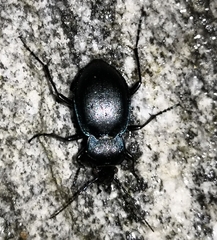 Carabus convexus
