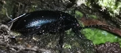 Carabus convexus